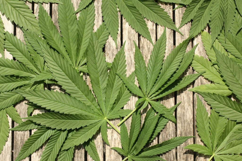 marijuana leaves